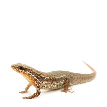 Bronze Sun Skink